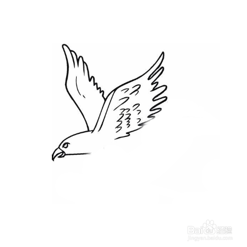 简笔画-如何画老鹰的简笔画