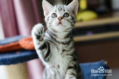 美短一直不停上厕所是为什么