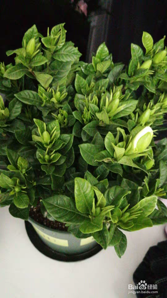 栀子花该如何养殖