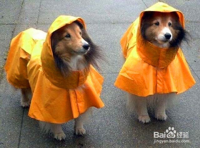 下暴雨狗狗烦躁不安怎么办