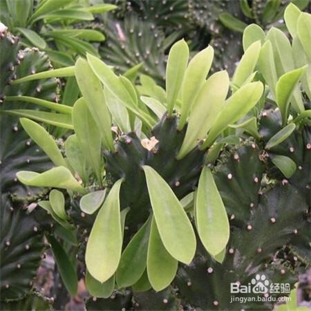 麒麟掌黄叶子怎么办