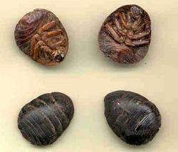 淮安土元怎样养殖