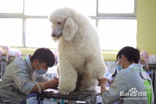 狗狗鼻子干是怎么回事