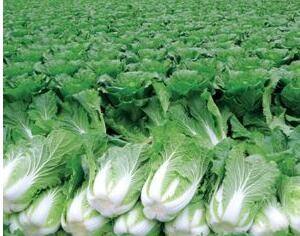 白菜追肥用什么肥料好 百度经验 白菜追肥用什么肥料好 百度经验