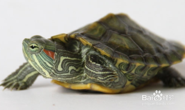 巴西红耳龟怎么养？