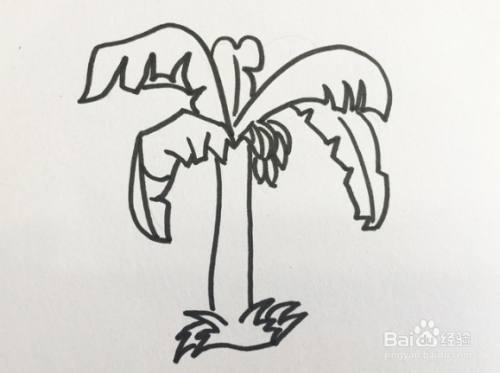 香蕉树怎么画