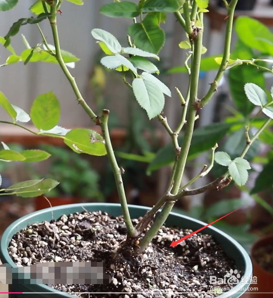 月季不发新芽是怎么啦