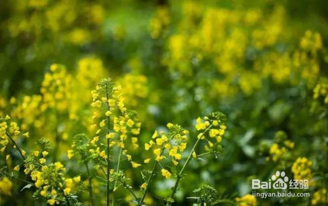 植物繁衍后代的方式举例