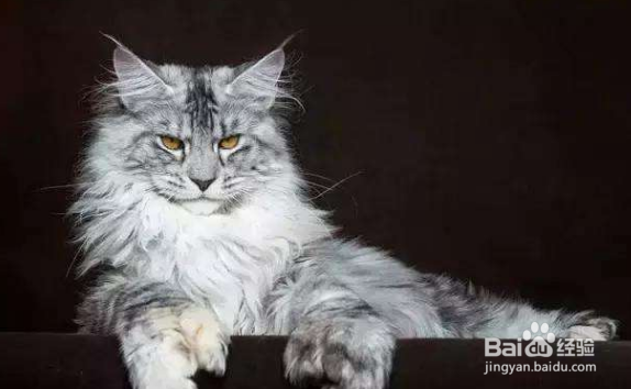 如何鉴定真假缅因猫