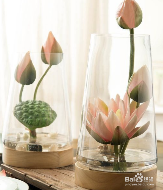 插花睡莲耷拉了怎么办