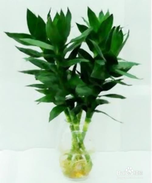 富贵竹土培、水培怎么进行养护