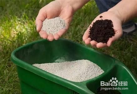 吊瓜子种植栽培方法