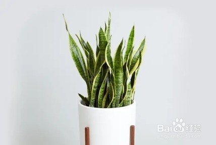 典型的懒人植物，既好看又好养，赶紧养起来吧