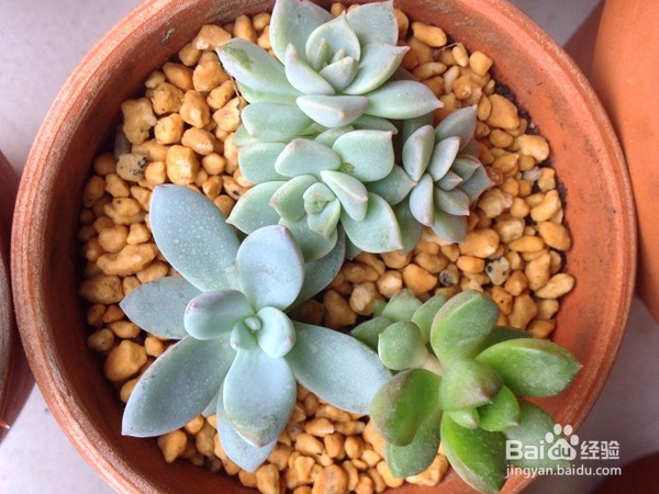 怎样养多肉植物？
