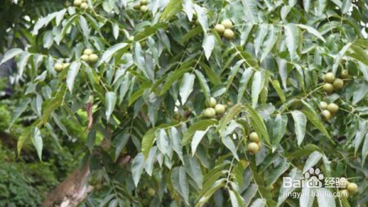 如何加快核桃产业发展