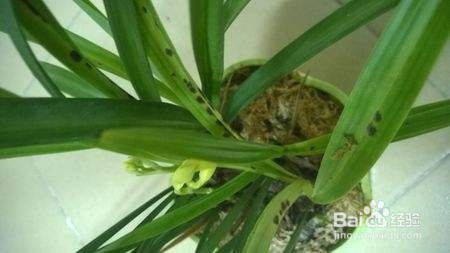 兰花叶子有黑斑怎么办