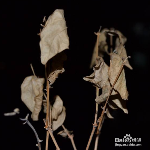 茉莉花枯萎了应该怎么挽救呢