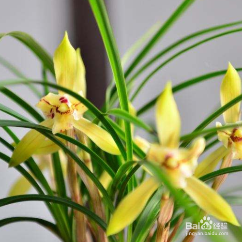 怎么养兰花，兰花为什么不开花？
