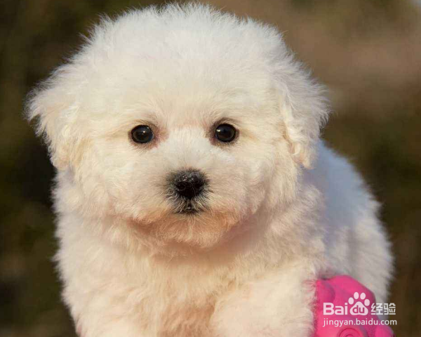 比熊泪痕严重怎么办