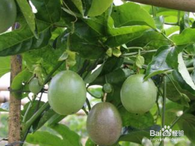 百香果树怎么过冬?