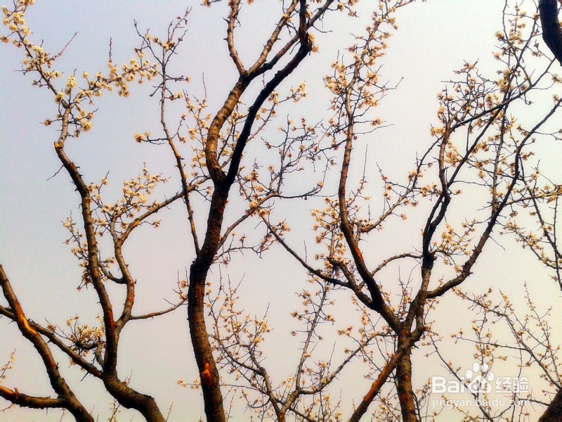 赏桃花还是山西运城好