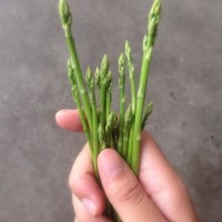 可爱彩色蔬菜包子