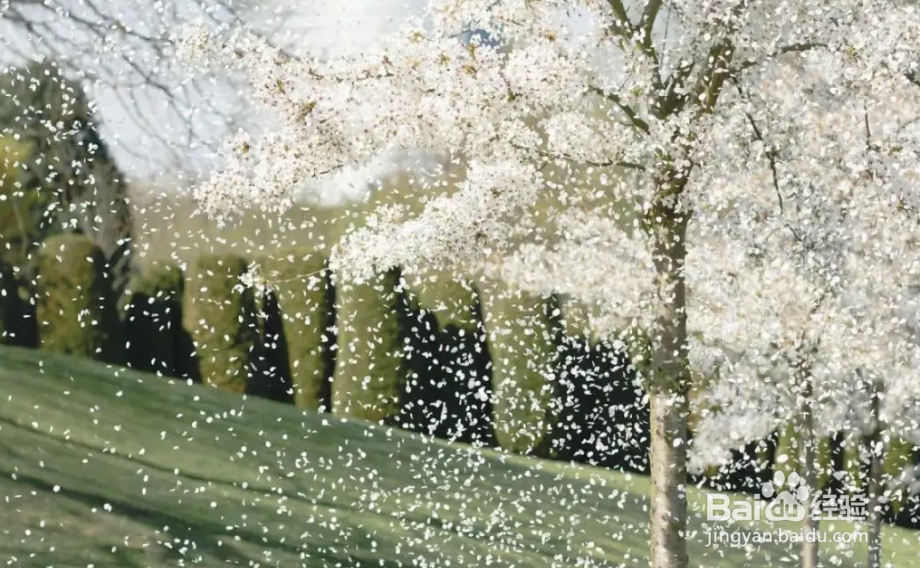蚂蚁庄园答案柳絮引起过敏皮肤痒痒的去医院