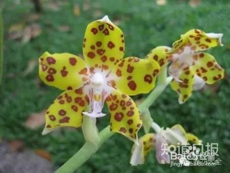 100种兰花品种图鉴，花开瞬间，艳冠群芳！