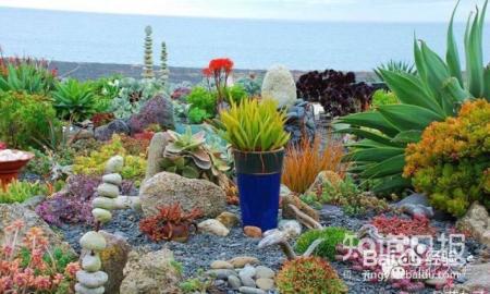 双十一剁手的钱省下来，可以建一个多肉花园了！