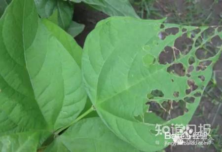 看花看叶看茎，花出了啥毛病，一眼就能看出来！