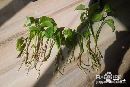 99%的花都死于这1点，看了保花不死！