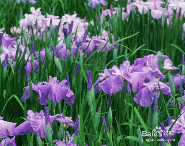 鸢尾怎样栽培和繁殖