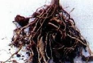 治疗婴儿腹泻的民间饮食偏方