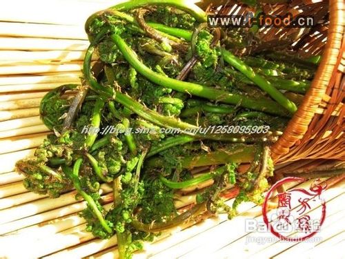 山野菜之二------凉拌水蕨菜