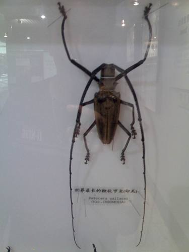 昆蟲標本制作方法 Matteffer