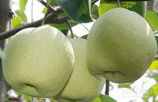 怎么挑新鲜水果——怎么挑梨