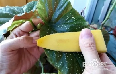 香蕉皮一晒、一泡,胜过花肥,根粗,抗冻强