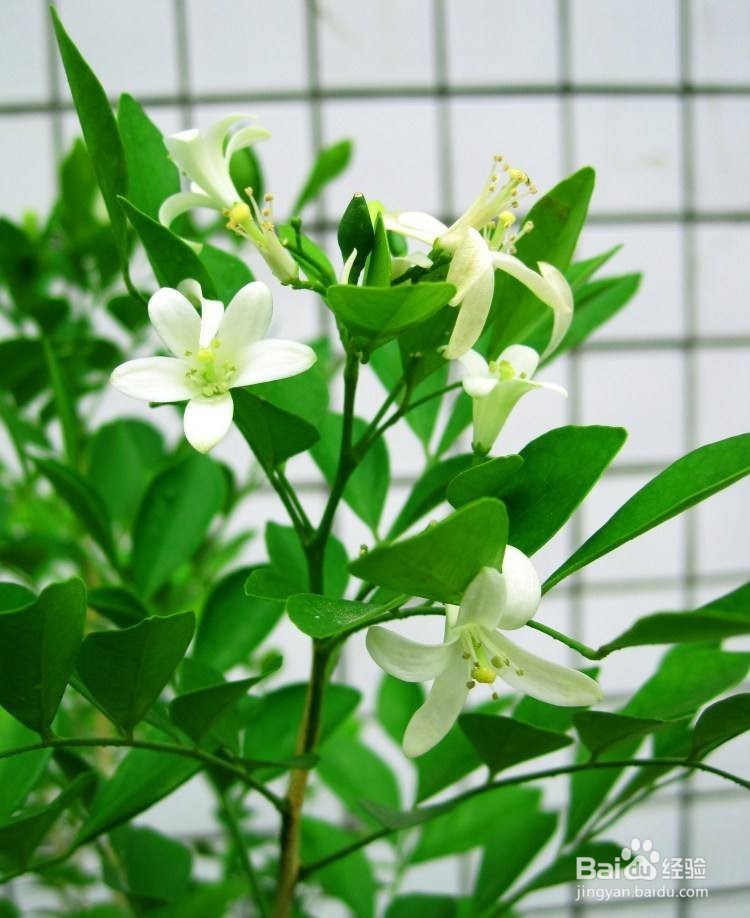 九里香怎么扦插