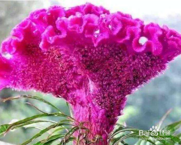 怎么养殖鸡冠花？