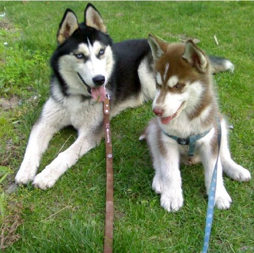 秋季保护好哈士奇的肠胃