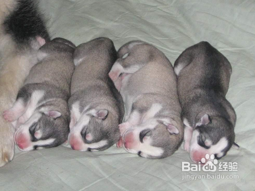 关于狗狗纯种和血统区别