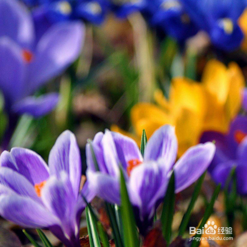 紫番红花该怎么养殖？