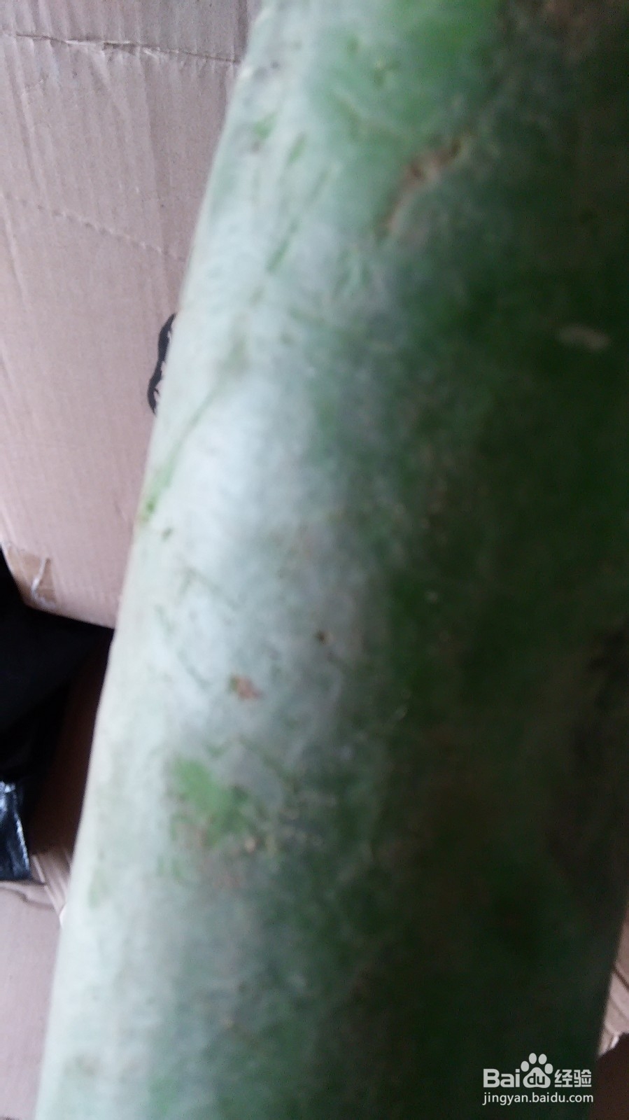 章鱼炖萝卜的做法