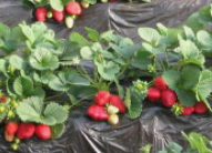 草莓的日常管理