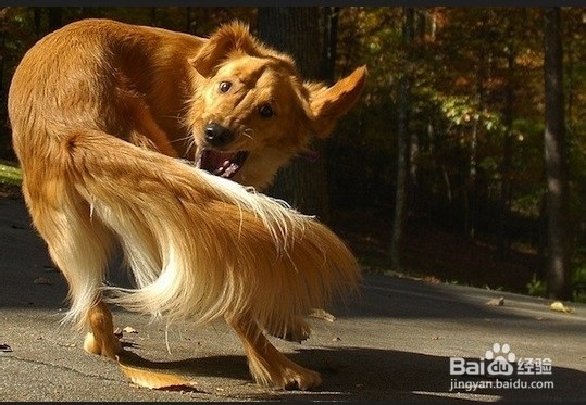 如何判断狗狗是否生病了？