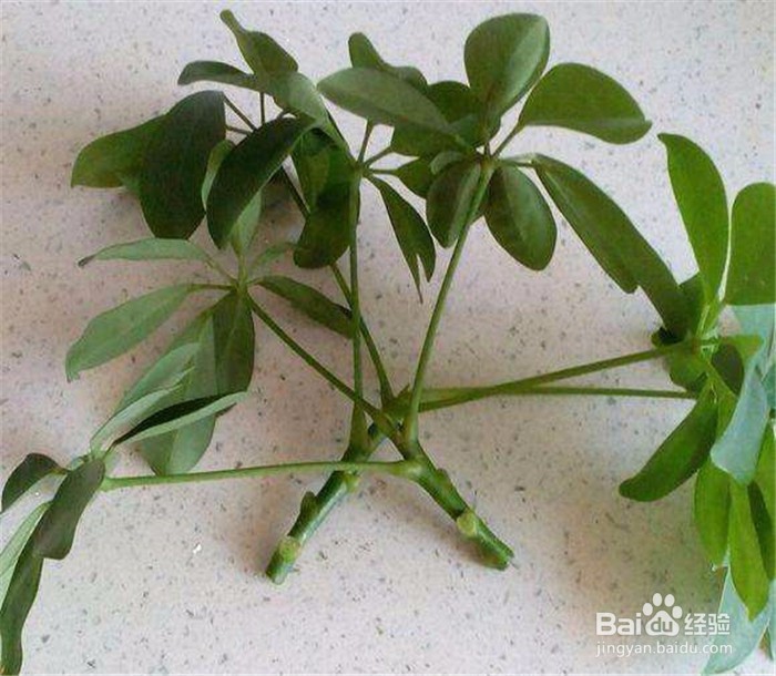 发财树怎么繁殖