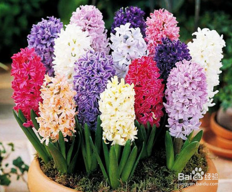 过年在家摆放什么鲜花好？