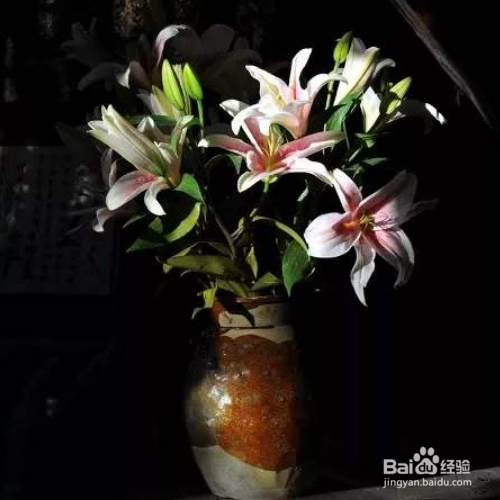 百合花花期过后应该怎么办？