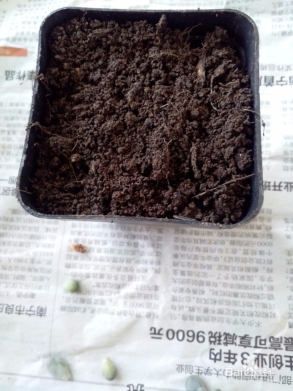 多肉黑腐了不用怕，多肉重获生机的方法