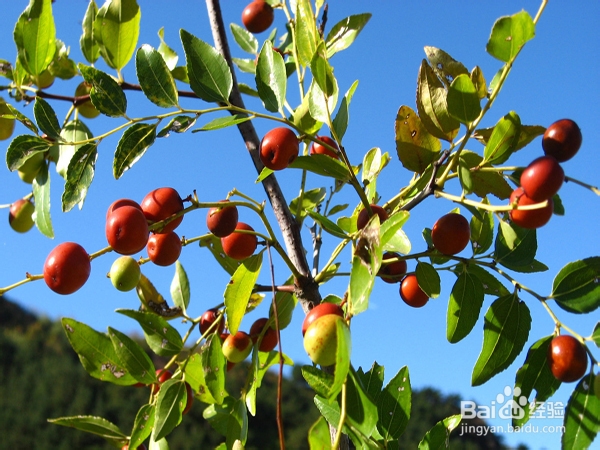 中药快速解酒办法
